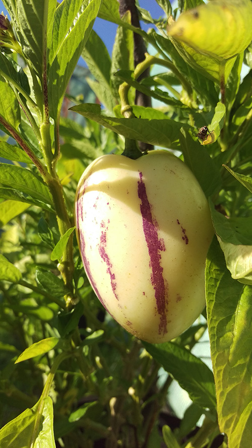 Frucht einer Melonenbirne, auch Pepino genannt.