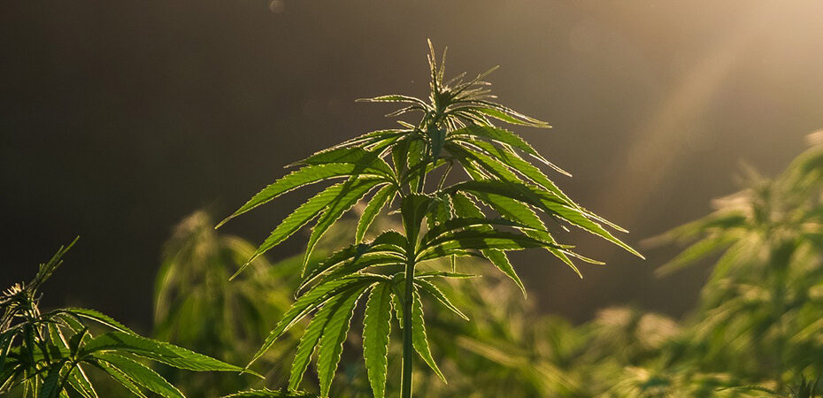 Eine Cannabispflanze im Abendlicht / Änderung der Rahmenkleingartenordnung vom 15.11.2019