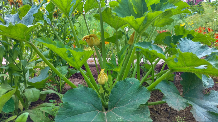 Der Garten im August