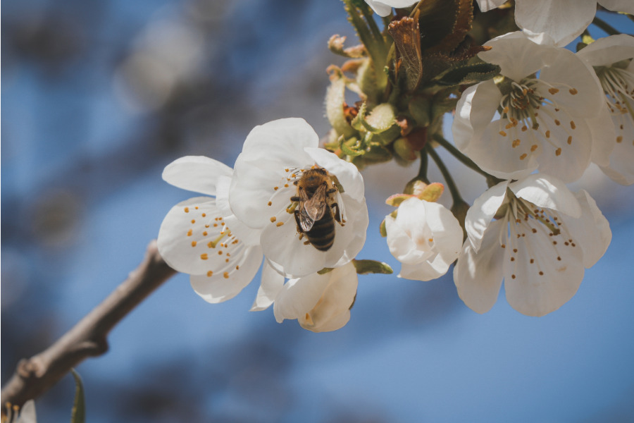 Eine Biene in einer Kirschblüte