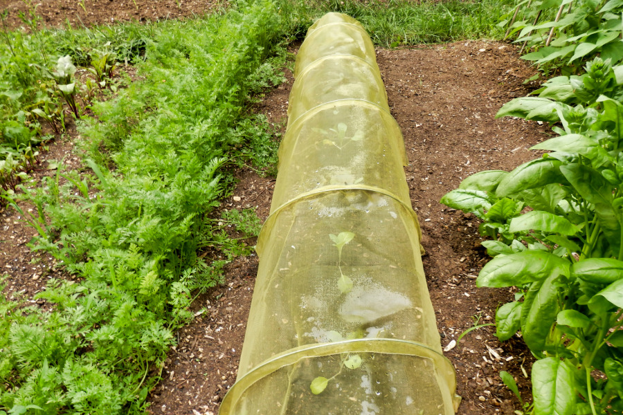Bild: Gemüseplanzen unter einem Schutznetz im Beet. | Gartentipps für den Anbau im Mai