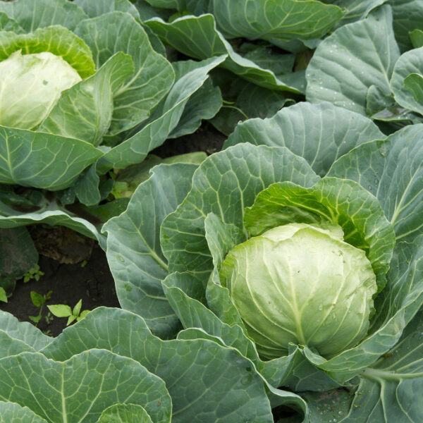 Bild: Weißkohlköpfe auf dem Beet | Gartentipps für den Monat Juni