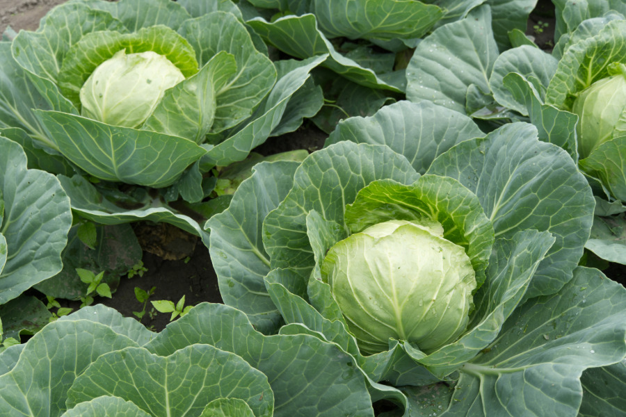 Bild: Weißkohlköpfe auf dem Beet | Gartentipps für den Monat Juni