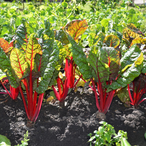 Bild: Mangold im Beet | Der Garten im Juli