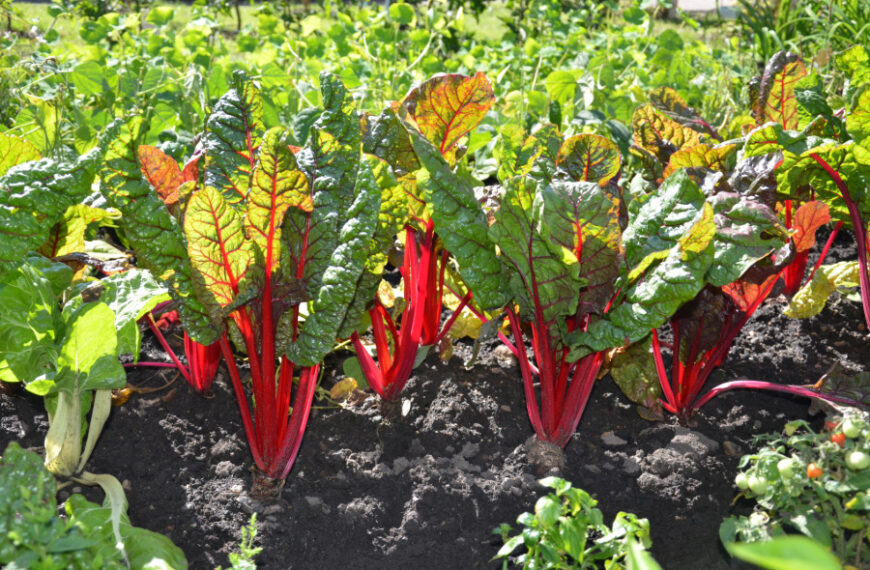 Bild: Mangold im Beet | Der Garten im Juli