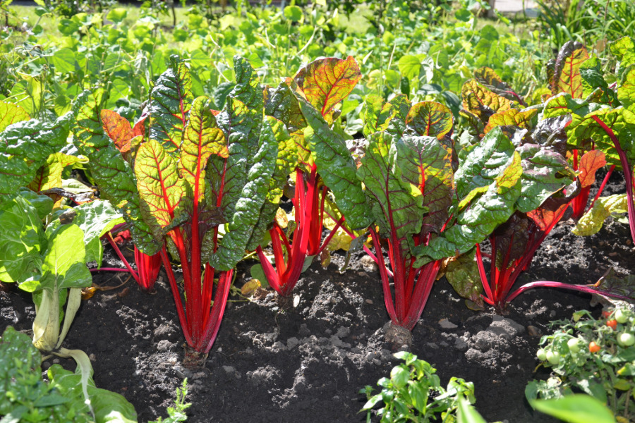 Bild: Mangold im Beet | Der Garten im Juli