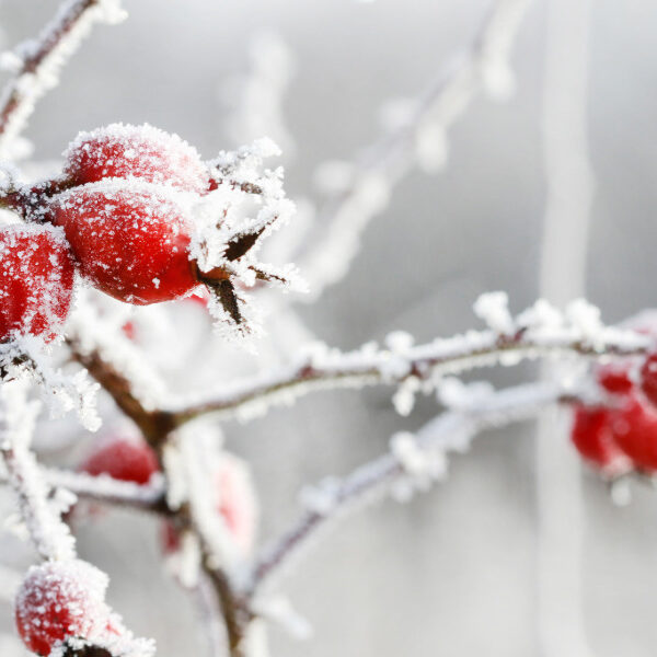 Hagebutten mit Raureif überzogen