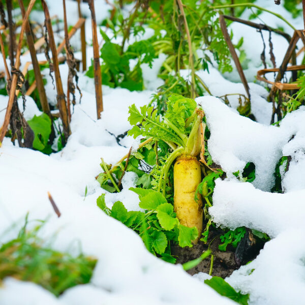 Rübe im Schnee