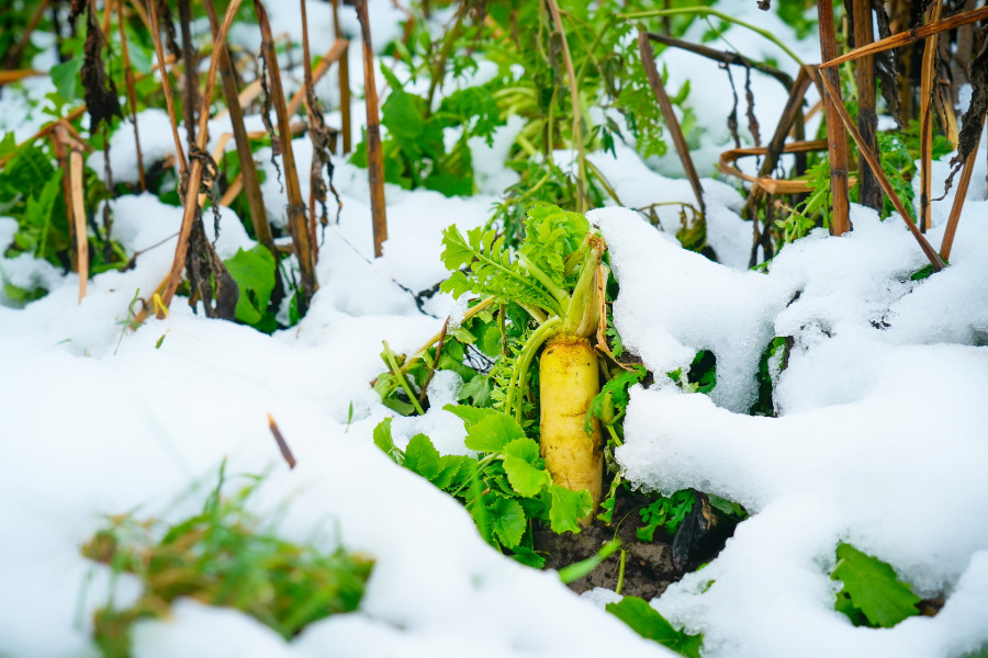 Rübe im Schnee