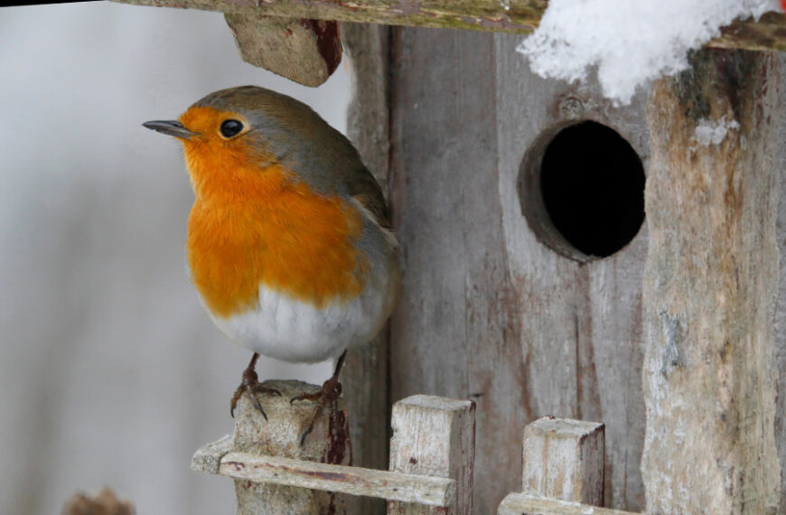 Rotkehlchen vor einem Nistkasten im Winter