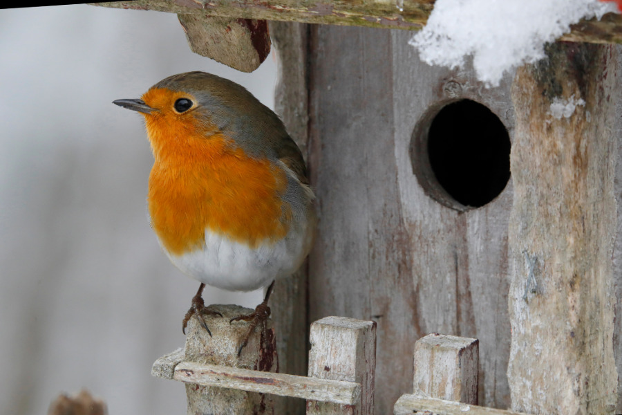 Rotkehlchen vor einem Nistkasten im Winter