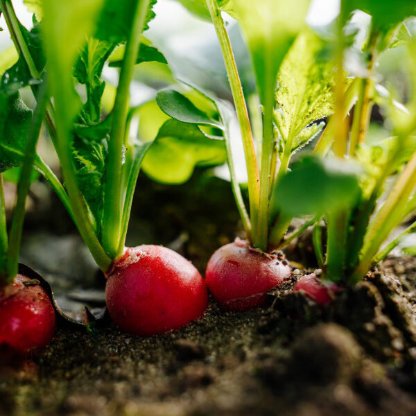 Der Garten im März: Radieschen im Beet.