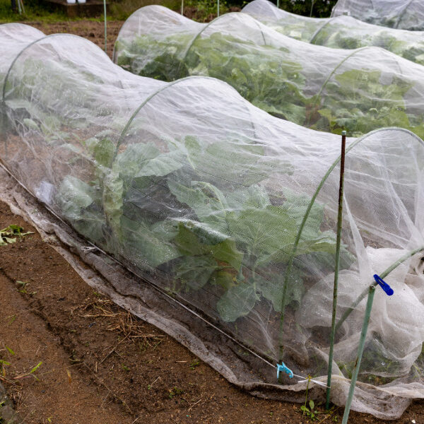 Der Garten im Juni